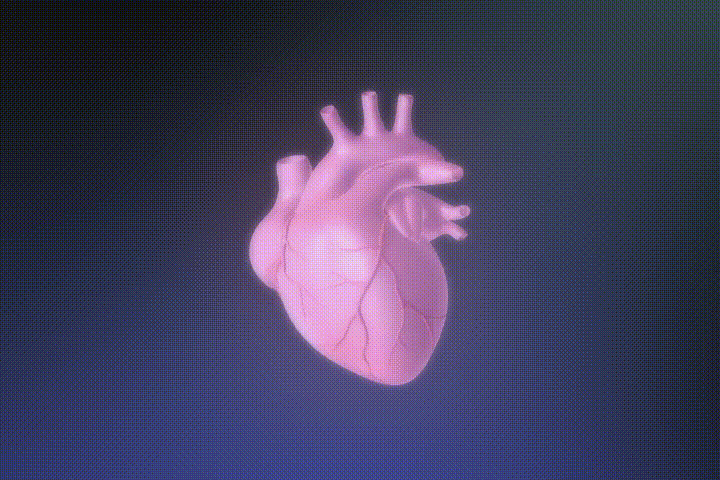 豚の心臓の血管採取